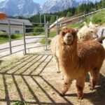 Zwei Alpakas stehen auf einem Bauernhof in der Nähe eines Metalltors, im Hintergrund sind Berge, Bäume und ein Gebäude zu sehen. Der Arm einer Person wird von links nach ihnen ausgestreckt.