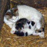 Eine Katzenmutter liegt auf Stroh in einem Holzgehege und säugt zwei kleine Kätzchen mit schwarz-weißem Fell.