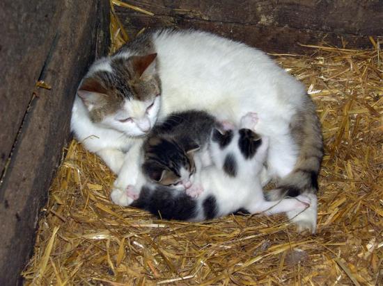 Eine Katzenmutter liegt auf Stroh in einem Holzgehege und säugt zwei kleine Kätzchen mit schwarz-weißem Fell.