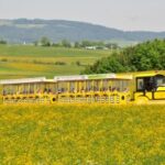 Ein gelber Touristenzug fährt durch ein Feld mit gelben Blumen und grünen Hügeln und Bäumen im Hintergrund.