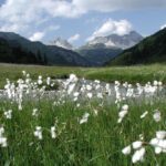 Ein Feld mit weißem Baumwollgras an einem Bach mit Bergen und einem teilweise bewölkten Himmel im Hintergrund.