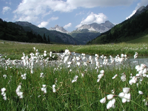 Ein Feld mit weißem Baumwollgras an einem Bach mit Bergen und einem teilweise bewölkten Himmel im Hintergrund.