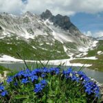 Blaue Wildblumen im Vordergrund mit einer Berglandschaft, Schneeflecken, einem See und einem teilweise bewölkten Himmel im Hintergrund.