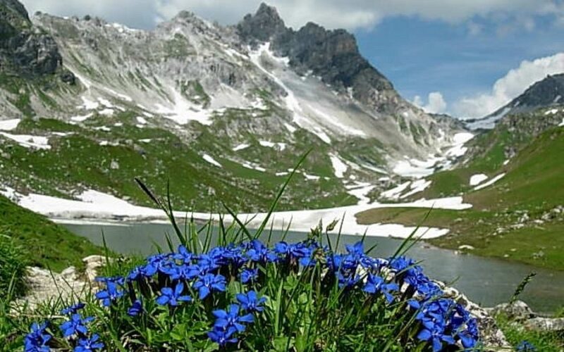 Blaue Wildblumen im Vordergrund mit einer Berglandschaft, Schneeflecken, einem See und einem teilweise bewölkten Himmel im Hintergrund.