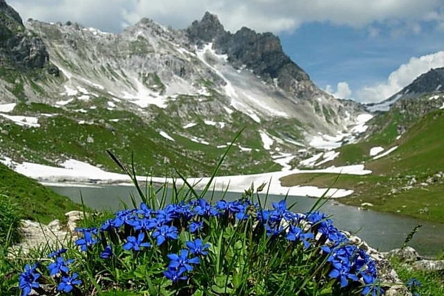 Blaue Wildblumen im Vordergrund mit einer Berglandschaft, Schneeflecken, einem See und einem teilweise bewölkten Himmel im Hintergrund.