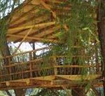 Ein hölzernes Baumhaus mit schrägem Dach ist zwischen hohen Bäumen gebaut und von grünem Laub umgeben.