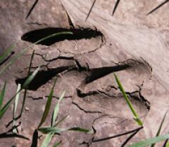 In der trockenen, rissigen Erde sind zwei Hufabdrücke von Hirschen zu sehen, die von grünen Grashalmen umgeben sind.