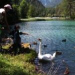 Ein Erwachsener und ein Kind stehen an einem See und füttern einen Schwan und mehrere Enten in Ufernähe, umgeben von Bäumen und Bergen im Hintergrund.