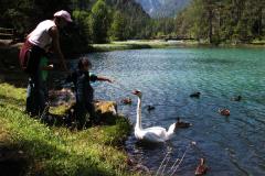 Ein Erwachsener und ein Kind stehen an einem See und füttern einen Schwan und mehrere Enten in Ufernähe, umgeben von Bäumen und Bergen im Hintergrund.