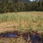 Ein grasbewachsenes Sumpfgebiet mit stehenden Wasserflächen im Vordergrund und einem Waldgebiet im Hintergrund.