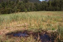 Ein grasbewachsenes Sumpfgebiet mit stehenden Wasserflächen im Vordergrund und einem Waldgebiet im Hintergrund.