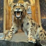 Ein präparierter Leopard mit gefletschten Zähnen ist in einem großen, mit Marmor ausgestatteten Museumssaal ausgestellt, mit einer Treppe im Hintergrund.