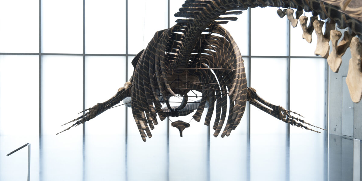 In einem geräumigen, gut beleuchteten Museum mit bodentiefen Fenstern hängt ein großes Dinosaurierskelett von der Decke, das man von vorne betrachten kann.