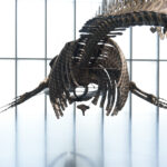 In einem geräumigen, gut beleuchteten Museum mit bodentiefen Fenstern hängt ein großes Dinosaurierskelett von der Decke, das man von vorne betrachten kann.