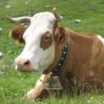 Eine braun-weiße Kuh mit Hörnern liegt auf grünem Gras, trägt ein Halsband und eine Glocke, mit einem unscharfen grasbewachsenen Hintergrund.