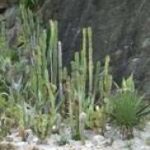 Hohe, dünne Kakteen und Sukkulenten wachsen in felsigem Boden neben einer großen dunklen Felswand.