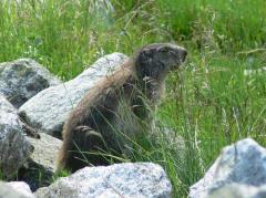 Ein Murmeltier sitzt zwischen Steinen und hohem Gras in einer natürlichen Umgebung.