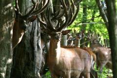 Eine Gruppe von Hirschen mit großen Geweihen steht zwischen Bäumen in einem sonnenbeschienenen Wald.