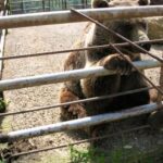 Ein Braunbär sitzt auf Beton hinter Metallstäben in einem Außengehege und hält sich mit einer Pfote an den Stäben fest.