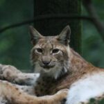 Ein Eurasischer Luchs liegt in einem Waldgebiet auf dem Boden und blickt mit aufgestellten Ohren und entspannter Haltung in die Kamera.