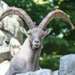 Eine Bergziege mit großen, gebogenen Hörnern steht zwischen Felsen mit grünem Laub im Hintergrund.