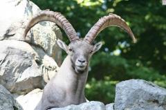 Eine Bergziege mit großen, gebogenen Hörnern steht zwischen Felsen mit grünem Laub im Hintergrund.