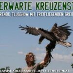 Eine Person mit Sonnenbrille hält einen großen Raubvogel auf ihrem behandschuhten Arm unter einem klaren blauen Himmel. Darüber ist der Werbetext "Adlerwarte Kreuzenstein" zu sehen.