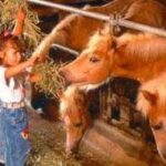 Zwei junge Mädchen füttern die Ponys in einem Stall mit Heu und greifen über ein Metallgitter, auf dem mehrere Ponys stehen.