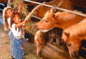 Zwei junge Mädchen füttern die Ponys in einem Stall mit Heu und greifen über ein Metallgitter, auf dem mehrere Ponys stehen.