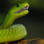 Eine Nahaufnahme einer hellgrünen Schlange mit leicht geöffnetem Maul, das die Reißzähne zeigt. Das Bild enthält den Text "Reptilien Zoo Happ" und ein Eidechsenlogo in der oberen rechten Ecke.