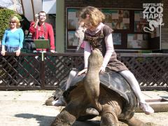 Ein junges Mädchen sitzt auf dem Rücken einer großen Schildkröte in einem Zoo, während im Hintergrund mehrere Menschen lächelnd zusehen.