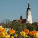 Gelbe Blumen im Vordergrund, ein historischer Kirchturm und rotgedeckte Gebäude im Hintergrund unter einem klaren blauen Himmel.