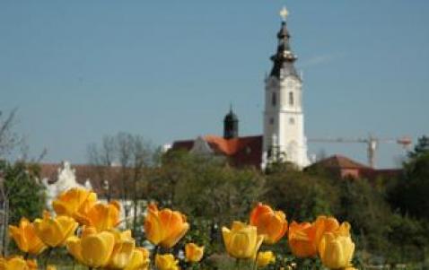 Gelbe Blumen im Vordergrund, ein historischer Kirchturm und rotgedeckte Gebäude im Hintergrund unter einem klaren blauen Himmel.