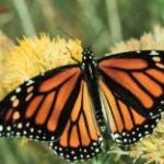 Ein Monarchfalter mit orange-schwarzen Flügeln ruht sich auf gelben Blüten aus.