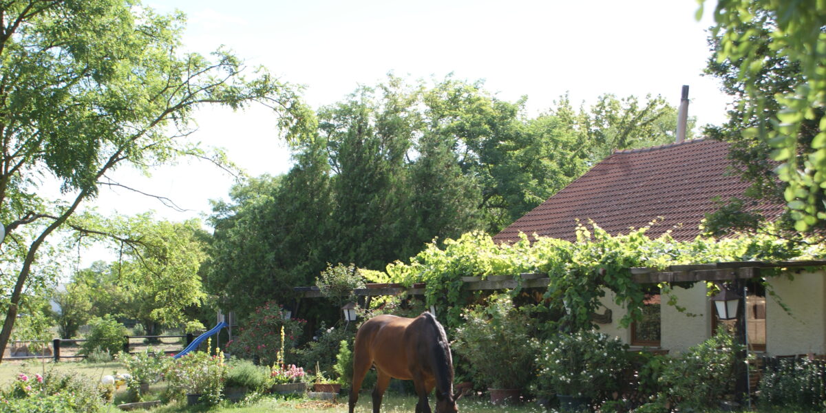 Ein braunes Pferd grast auf einer Wiese in einem sonnenbeschienenen Garten in der Nähe eines Hauses mit rotem Ziegeldach, umgeben von Bäumen und Grünpflanzen.