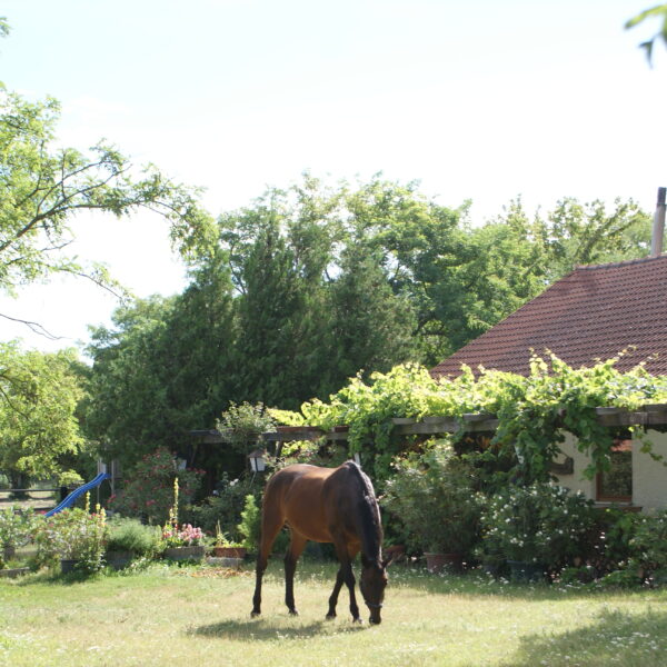 Ein braunes Pferd grast auf einer Wiese in einem sonnenbeschienenen Garten in der Nähe eines Hauses mit rotem Ziegeldach, umgeben von Bäumen und Grünpflanzen.