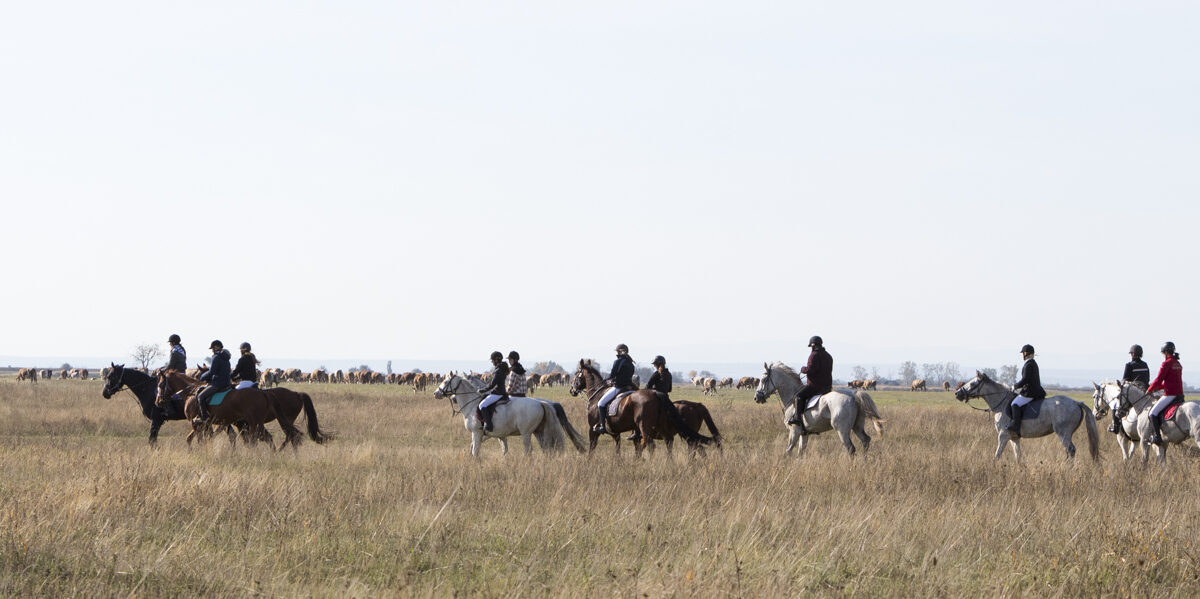 Eine Gruppe von Menschen reitet auf Pferden über ein offenes, grasbewachsenes Feld unter einem klaren Himmel.