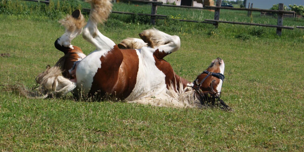 Ein braun-weißes Pferd liegt auf dem Rücken, die Beine in der Luft, in einem grasbewachsenen Feld in der Nähe eines Holzzauns und eines Gebäudes.