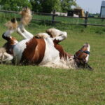 Ein braun-weißes Pferd liegt auf dem Rücken, die Beine in der Luft, in einem grasbewachsenen Feld in der Nähe eines Holzzauns und eines Gebäudes.