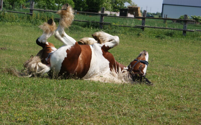 Ein braun-weißes Pferd liegt auf dem Rücken, die Beine in der Luft, in einem grasbewachsenen Feld in der Nähe eines Holzzauns und eines Gebäudes.
