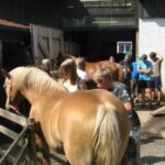 Eine Gruppe von Menschen, darunter auch Kinder, ist um ein hellbraunes Pferd in der Nähe einer Scheune versammelt, einige streicheln das Pferd, andere stehen in der Nähe.