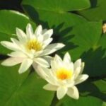 Zwei weiße Seerosen mit gelber Mitte schwimmen auf einem Teich, der von großen, grünen Seerosenblättern umgeben ist.