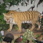 Ein präparierter Tiger wird in einem Naturkundemuseum zwischen künstlichen Pflanzen und Vögeln ausgestellt.