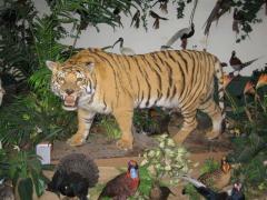 Ein präparierter Tiger wird in einem Naturkundemuseum zwischen künstlichen Pflanzen und Vögeln ausgestellt.