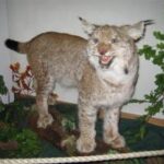 Ein präparierter Luchs wird auf einem Baumstamm ausgestellt, umgeben von künstlichen Pflanzen in einem Museum oder einer Ausstellung.