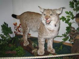 Ein präparierter Luchs wird auf einem Baumstamm ausgestellt, umgeben von künstlichen Pflanzen in einem Museum oder einer Ausstellung.