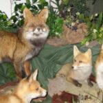 Vier taxidermische Füchse werden inmitten von künstlichem Grün und Pflanzen auf einer mit grünem Stoff bespannten Fläche ausgestellt.