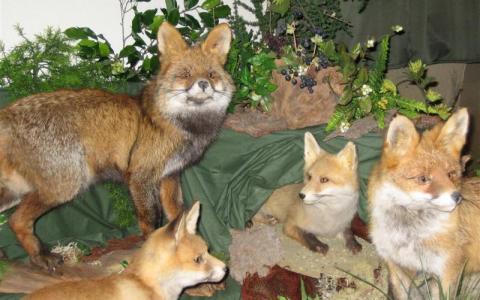 Vier taxidermische Füchse werden inmitten von künstlichem Grün und Pflanzen auf einer mit grünem Stoff bespannten Fläche ausgestellt.