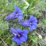 Vier leuchtend blaue glockenförmige Blüten wachsen zwischen grünem Gras und Blättern auf dem Boden.