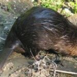 Ein Biber liegt auf schlammigem Boden in der Nähe eines Gewässers, sein nasses Fell und sein flacher Schwanz sind zu sehen.